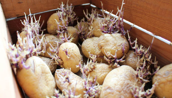 Caja de patatas con brotes y raíces